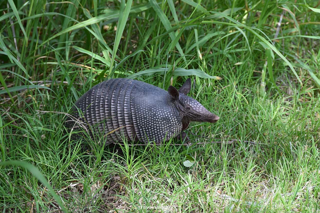 Armadillo in Colorado Bend State Park, Texas, US