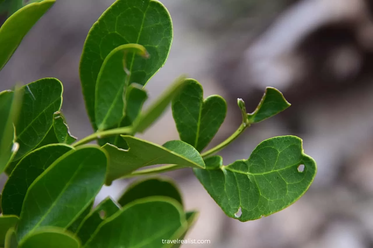 Plants next to Foshee Trail in Garner State Park, Texas, US