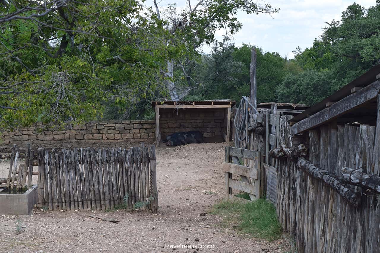 Large boar in farm in Lyndon B. Johnson State Park & Historic Site, Texas, US