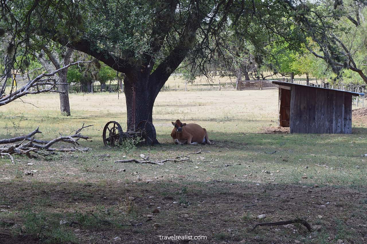 Cow in Lyndon B. Johnson State Park & Historic Site, Texas, US