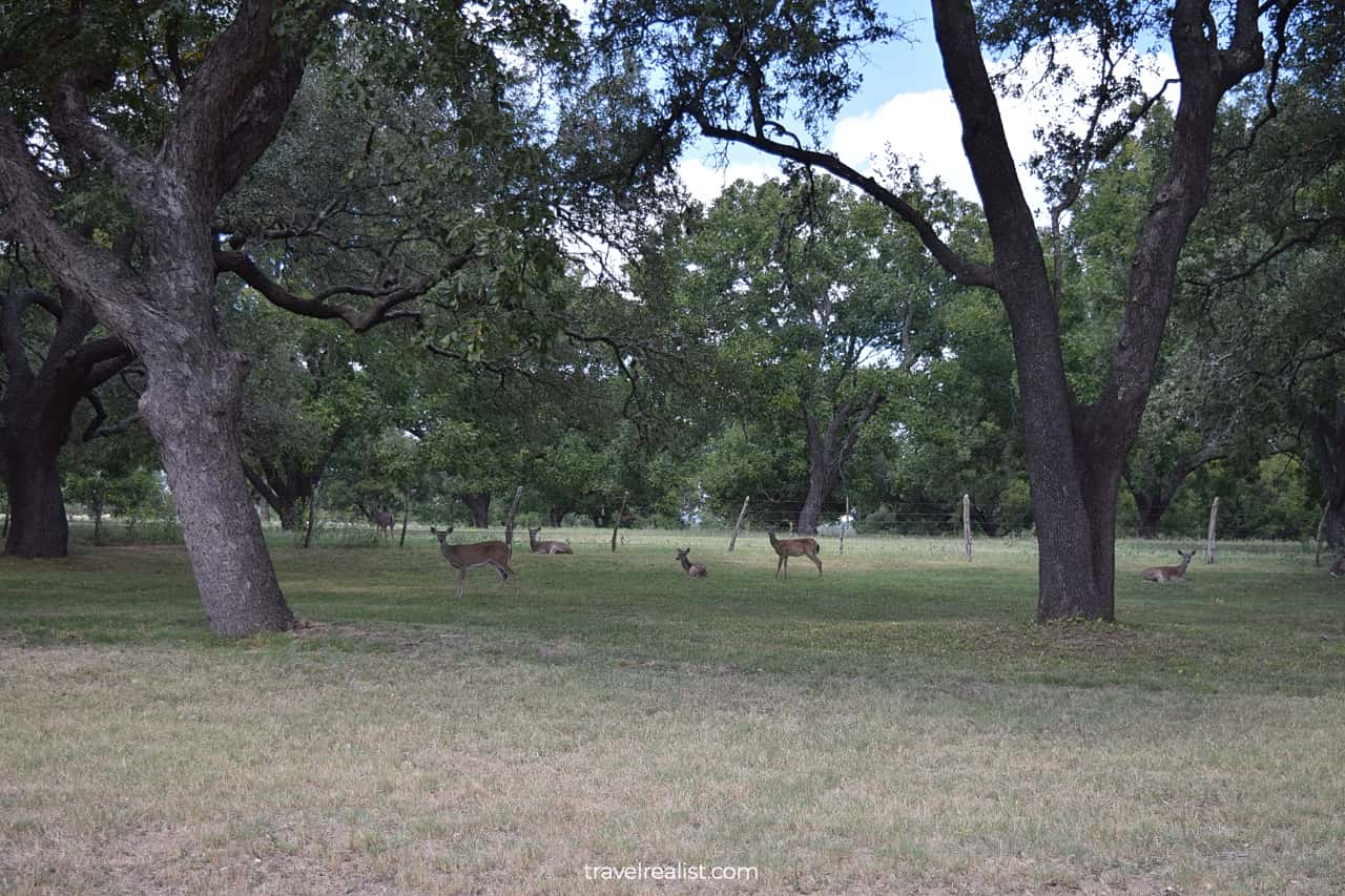 Deer near LBJ Birthplace Building in Lyndon B. Johnson National Historical Park, Texas, US