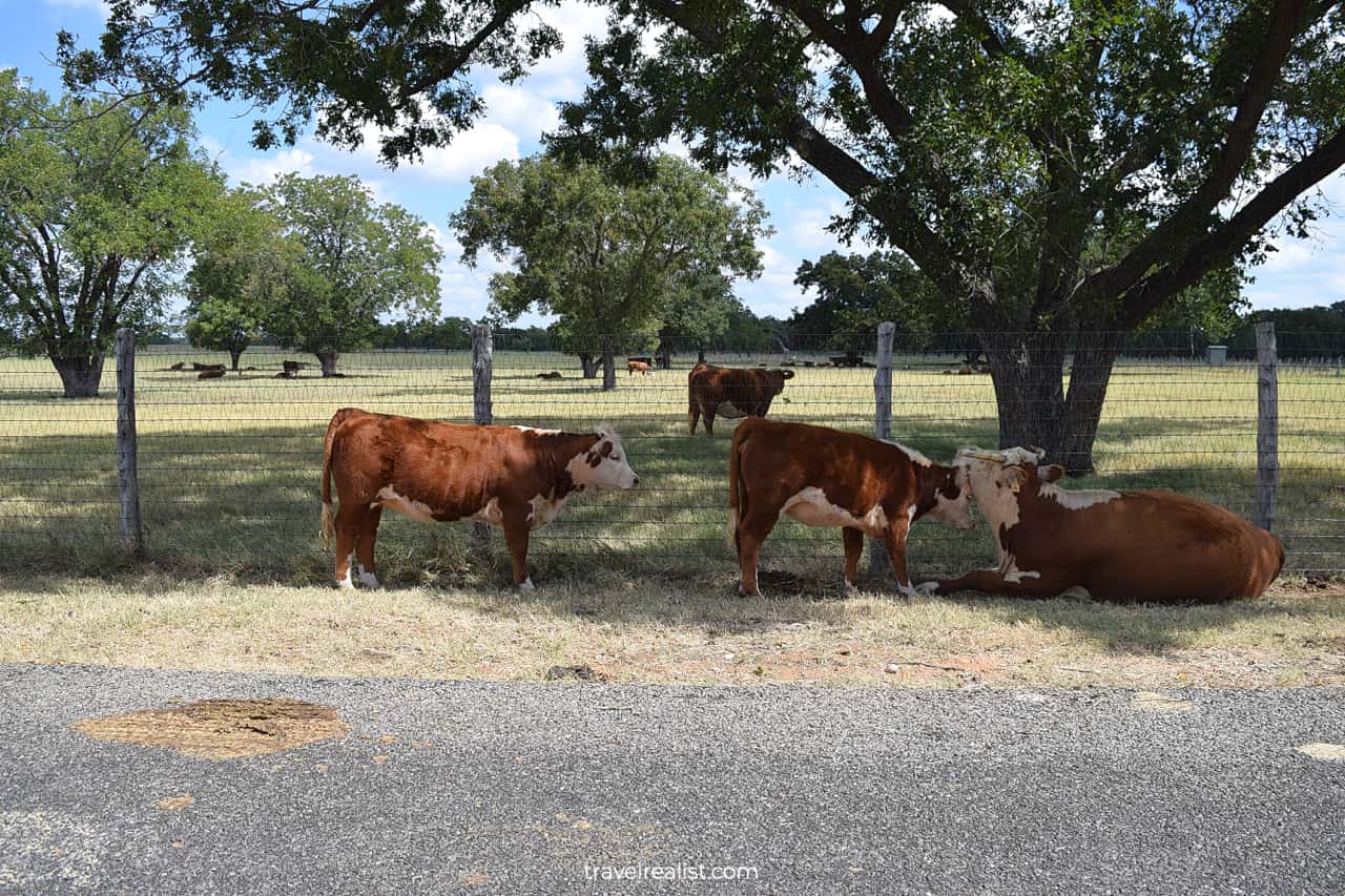 Official State Longhorn Herd in Lyndon B. Johnson State Park & Historic Site, Texas, US