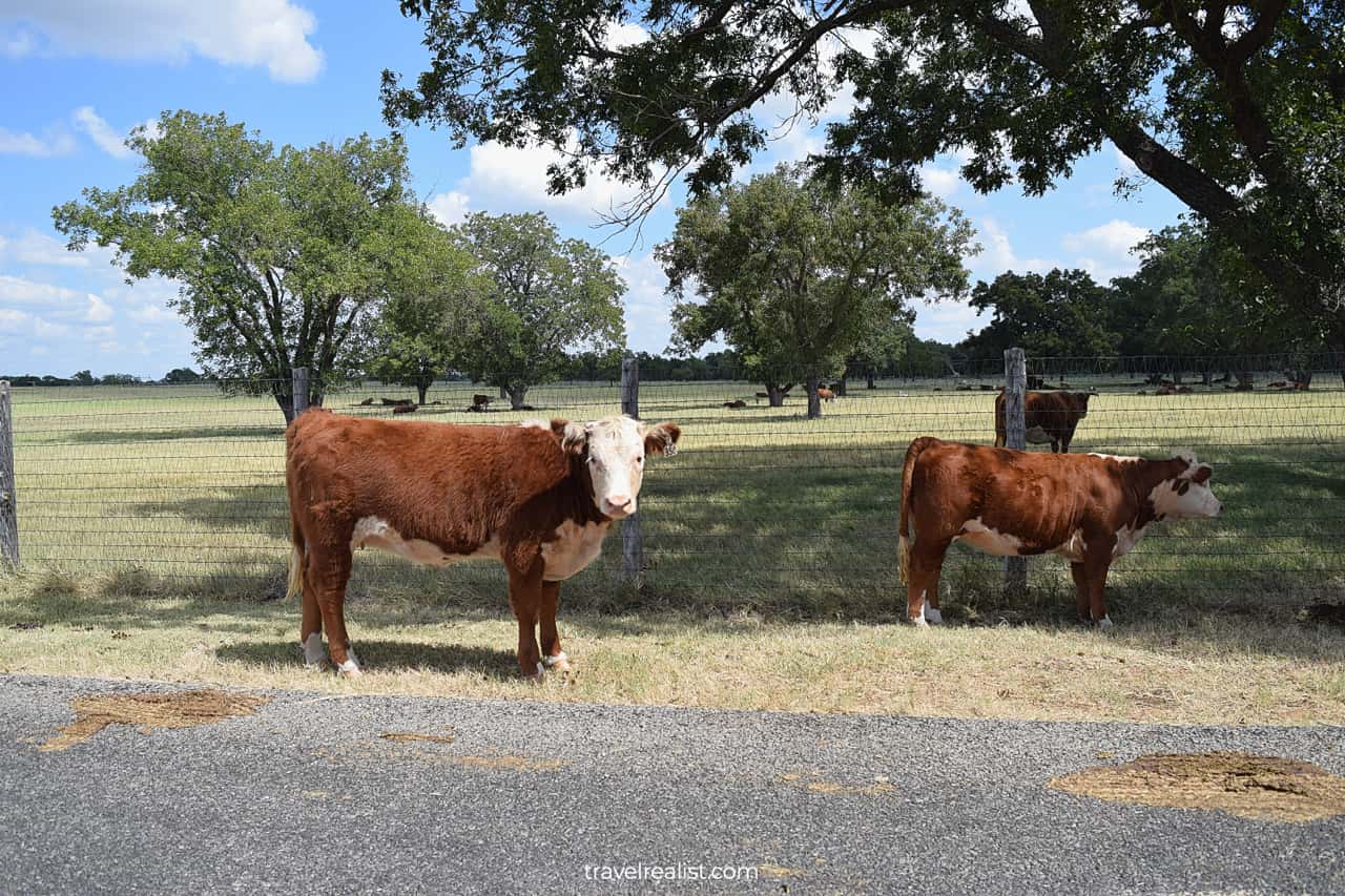 Official State Longhorn Herd in Lyndon B. Johnson National Historical Park, Texas, US