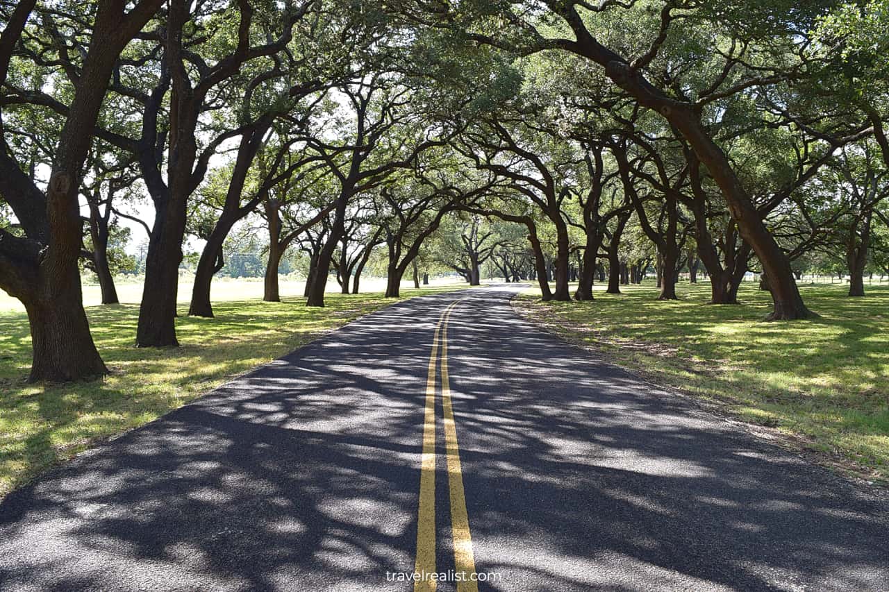 Oak tunnel at LBJ National Historical Park near Austin, TX, US.