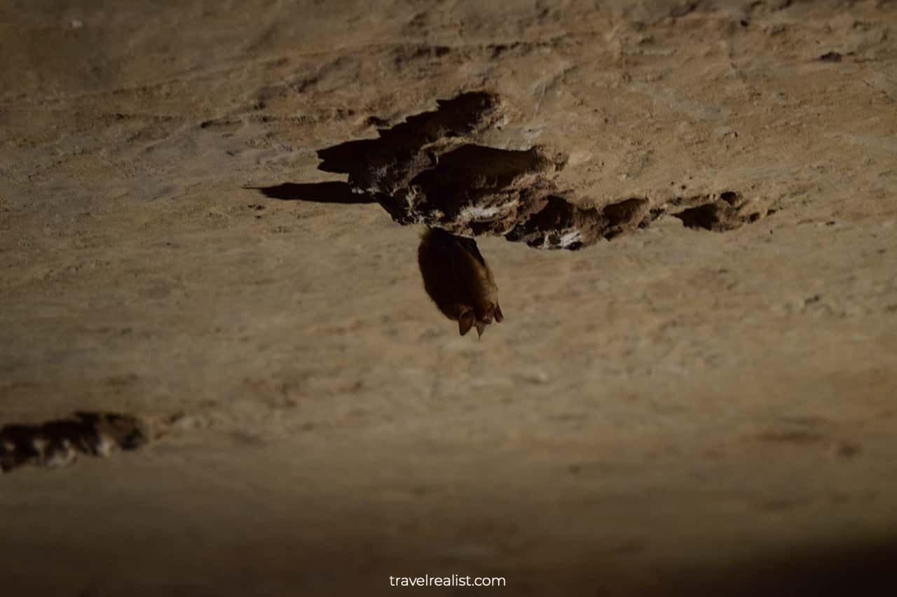 Sleeping bat in Longhorn Cavern State Park, Texas, US