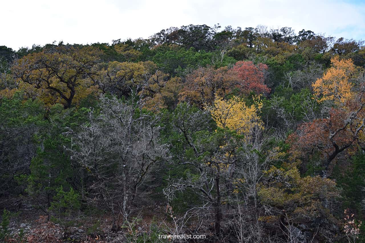Fall foliage in Lost Maples State Natural Area, Texas, US