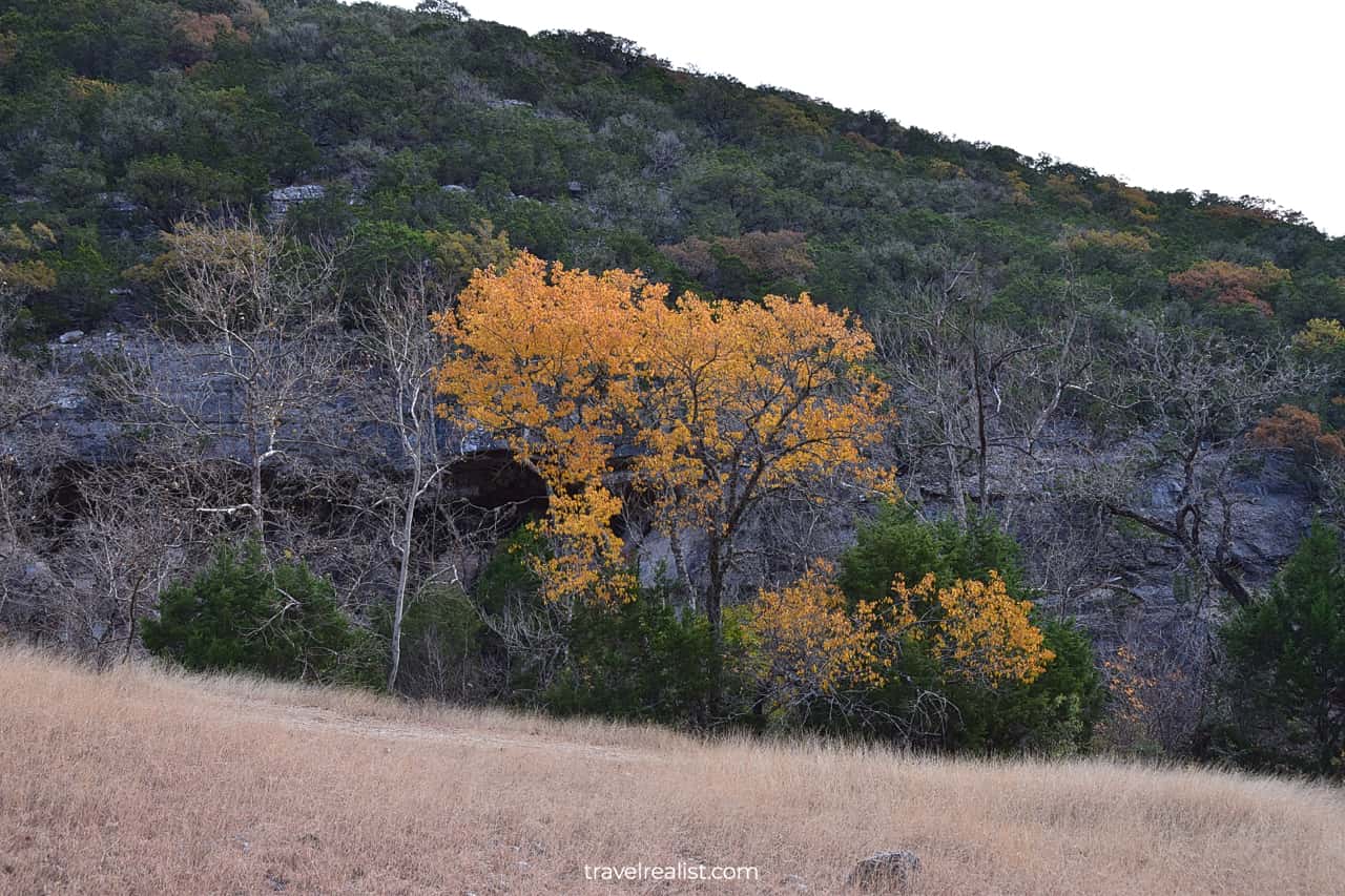 Yellow leaf tree in Lost Maples State Natural Area, Texas, US