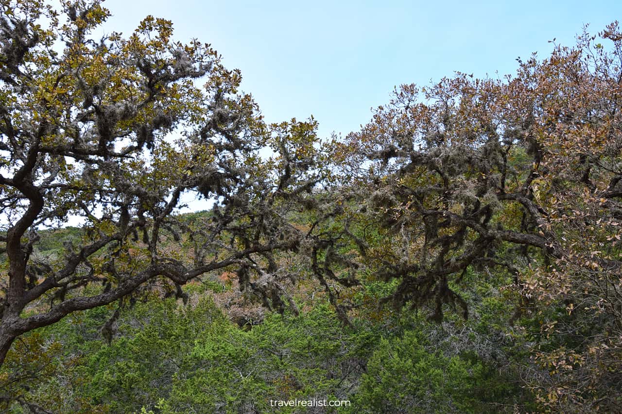 Moss covered trees on West Trail in Lost Maples State Natural Area, Texas, US