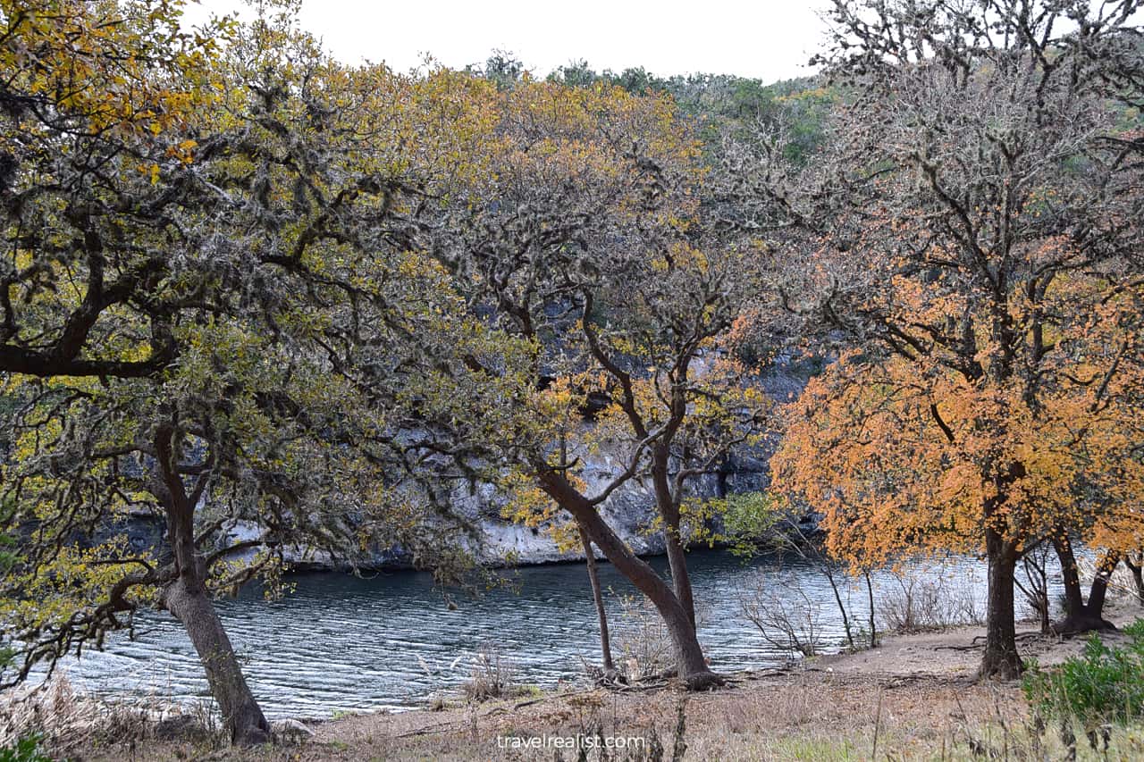 Maple trees and moss in Lost Maples State Natural Area, Texas, US