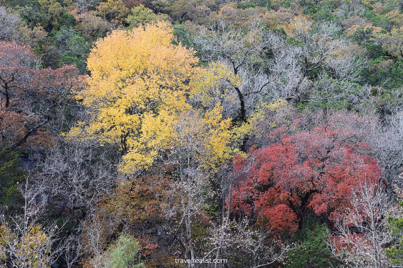 Red and yellow maple trees in Lost Maples State Natural Area, Texas, US