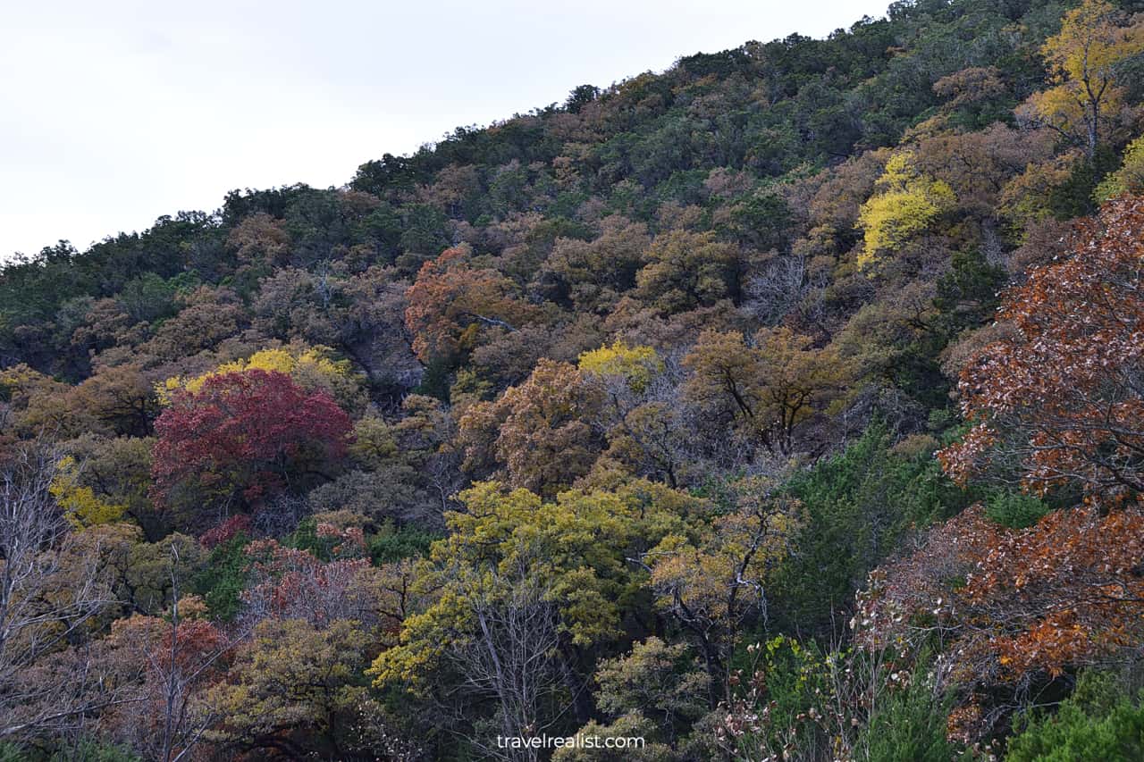 Fall foliage on West Trail in Lost Maples State Natural Area, Texas, US