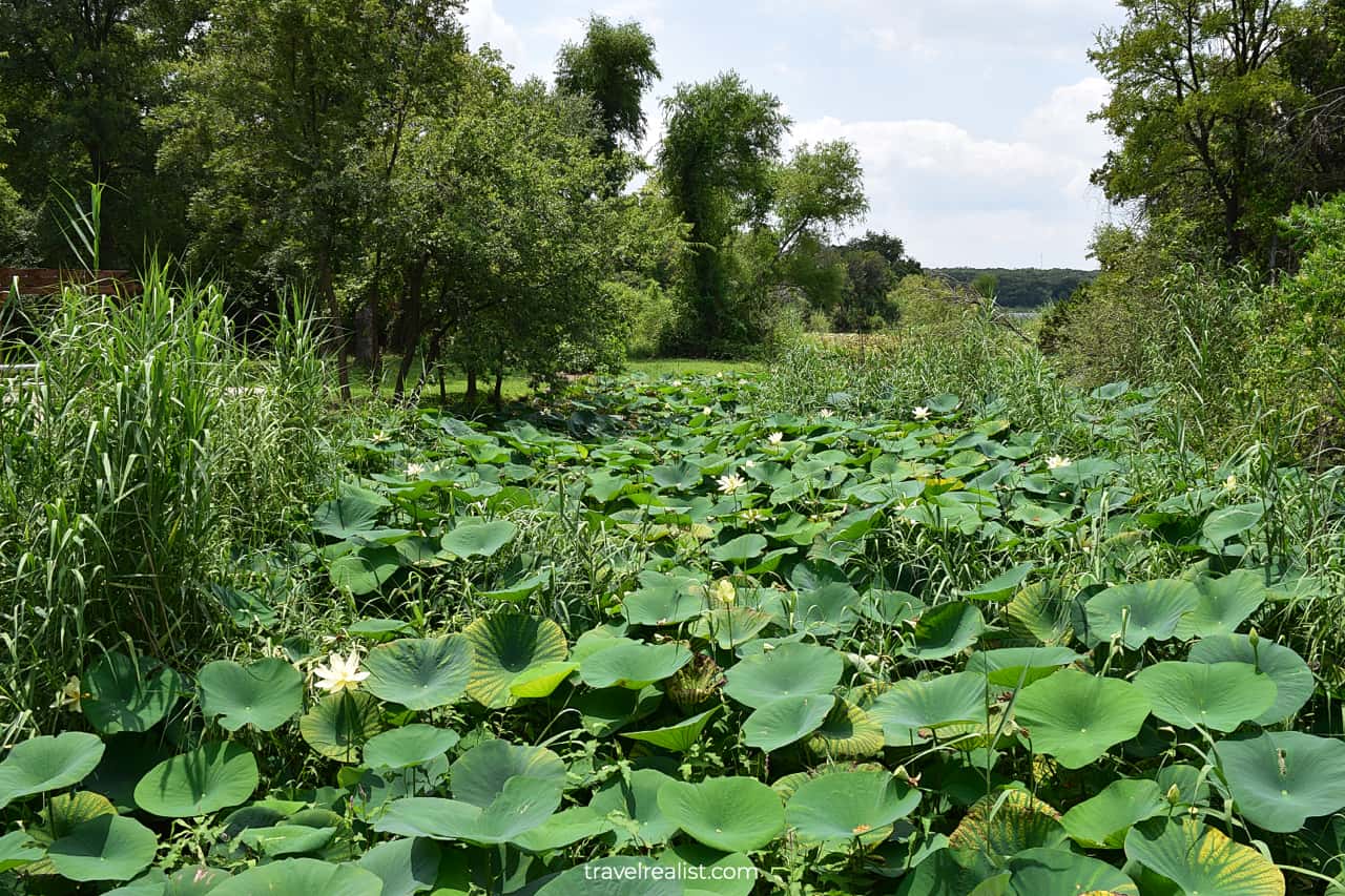 Views of lotuses from Civilian Conservation Corps Bride in Meridian State Park, Texas, US