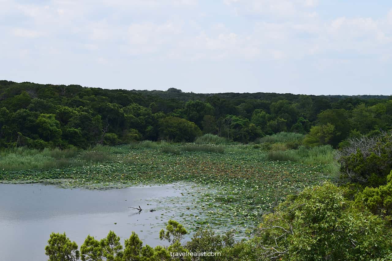 Blooming water lilies on Lake Meridian in Meridian State Park, Texas, US