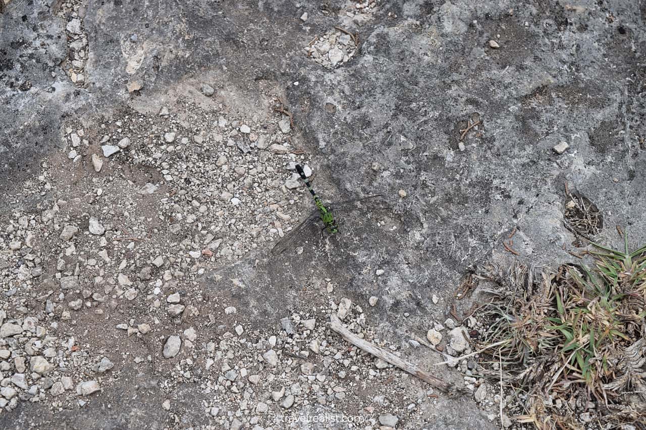 Dragonfly up-close in Meridian State Park, Texas, US