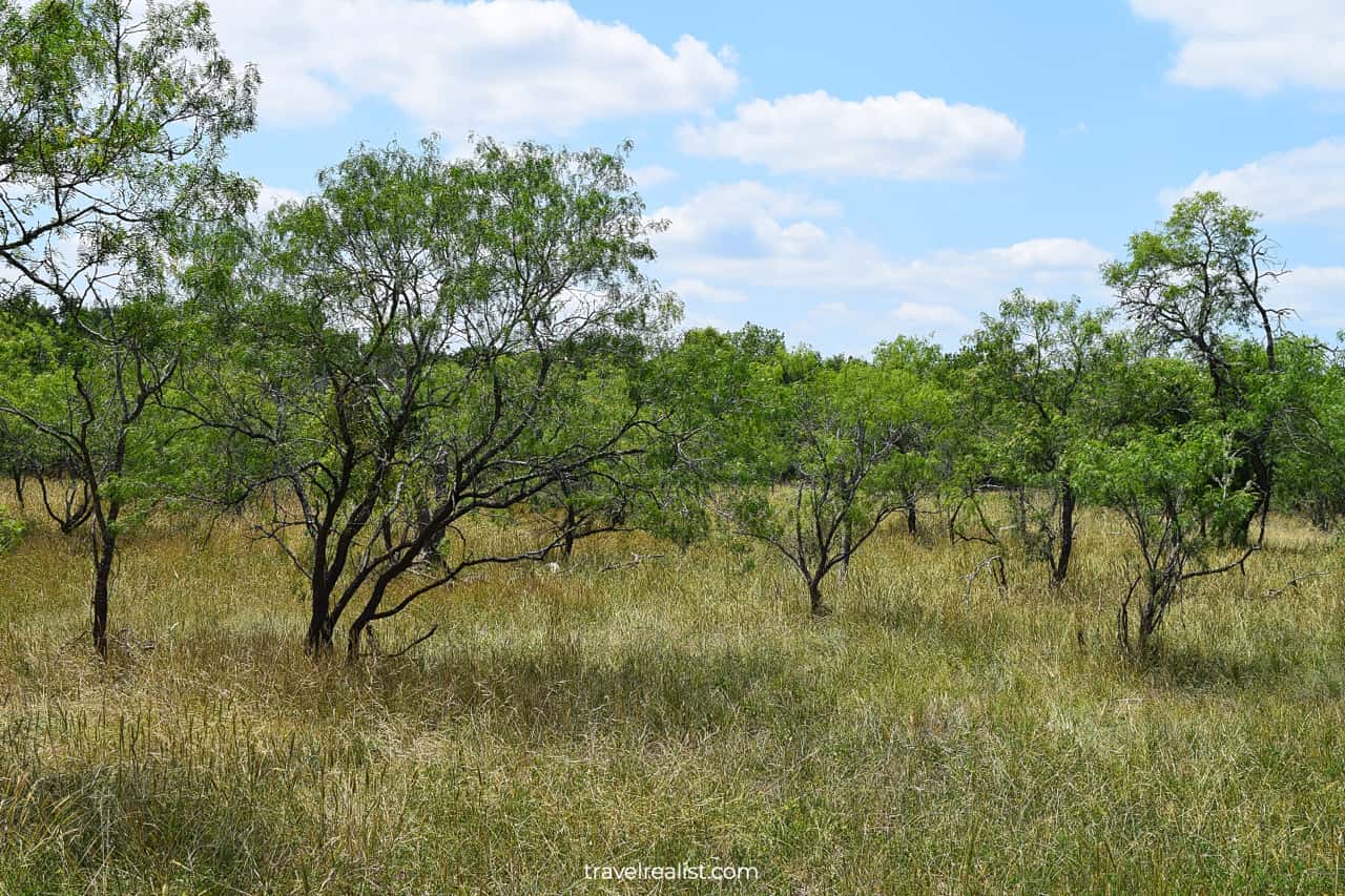 No shade on Mesquite Flats trail in Palmetto State Park, Texas, US