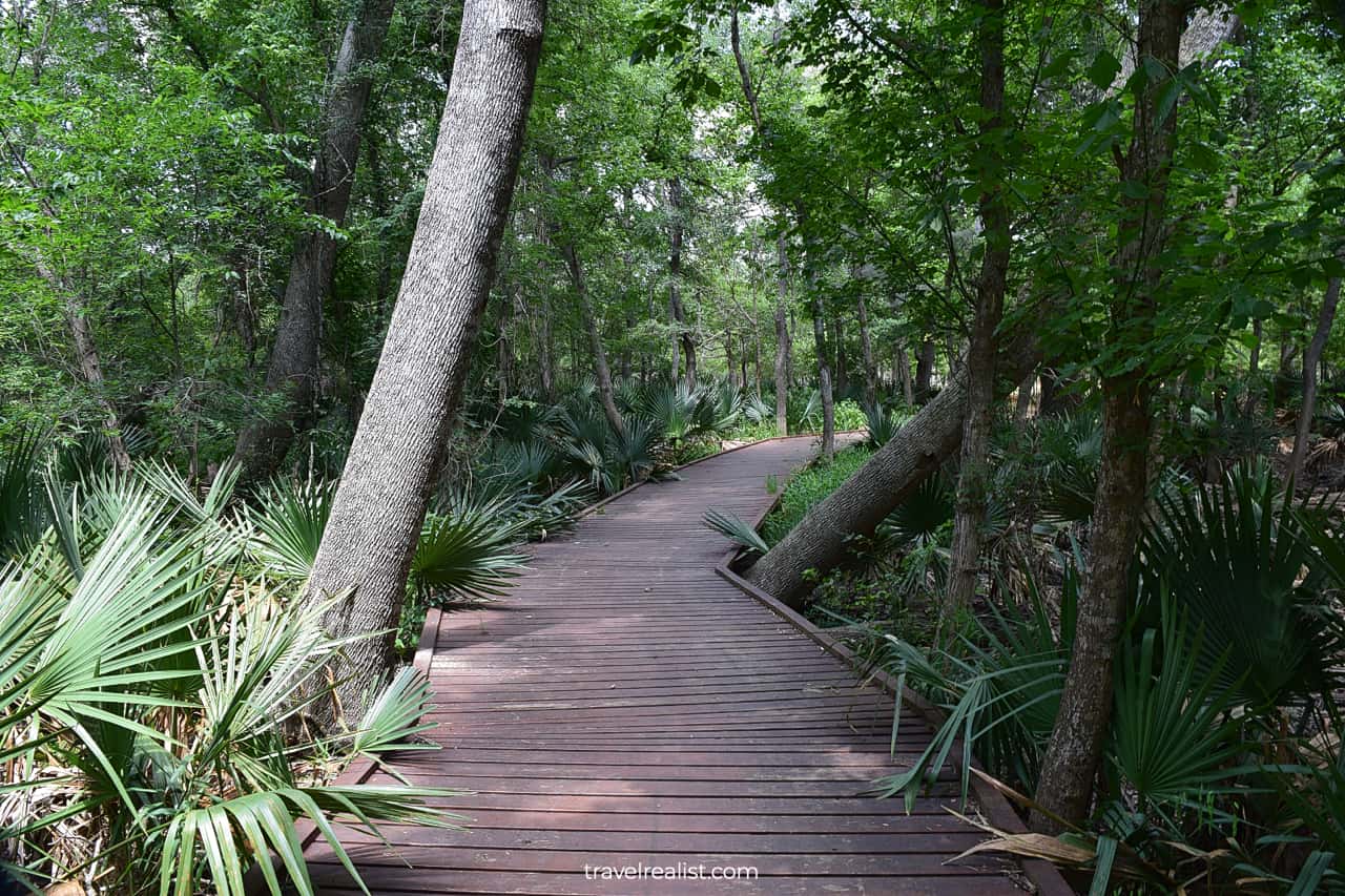 Ottine Swamp Trail deck in Palmetto State Park, Texas, US