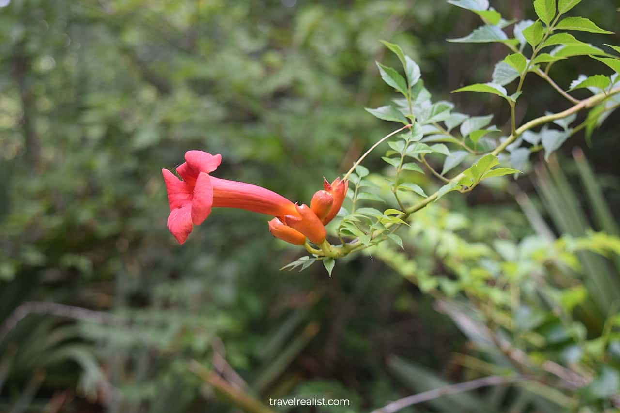 Flowers in Palmetto State Park, Texas, US