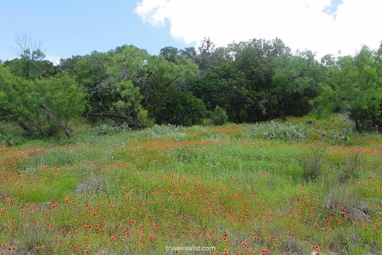 Meadows with blooming wildflowers and cacti in Pedernales Falls State Park, Texas, US