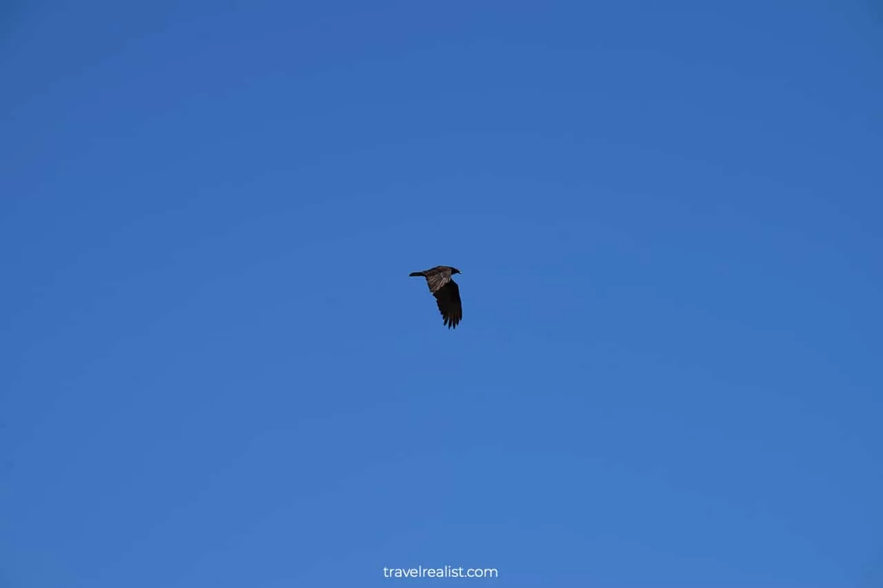 Vulture in Pedernales Falls State Park, Texas, US