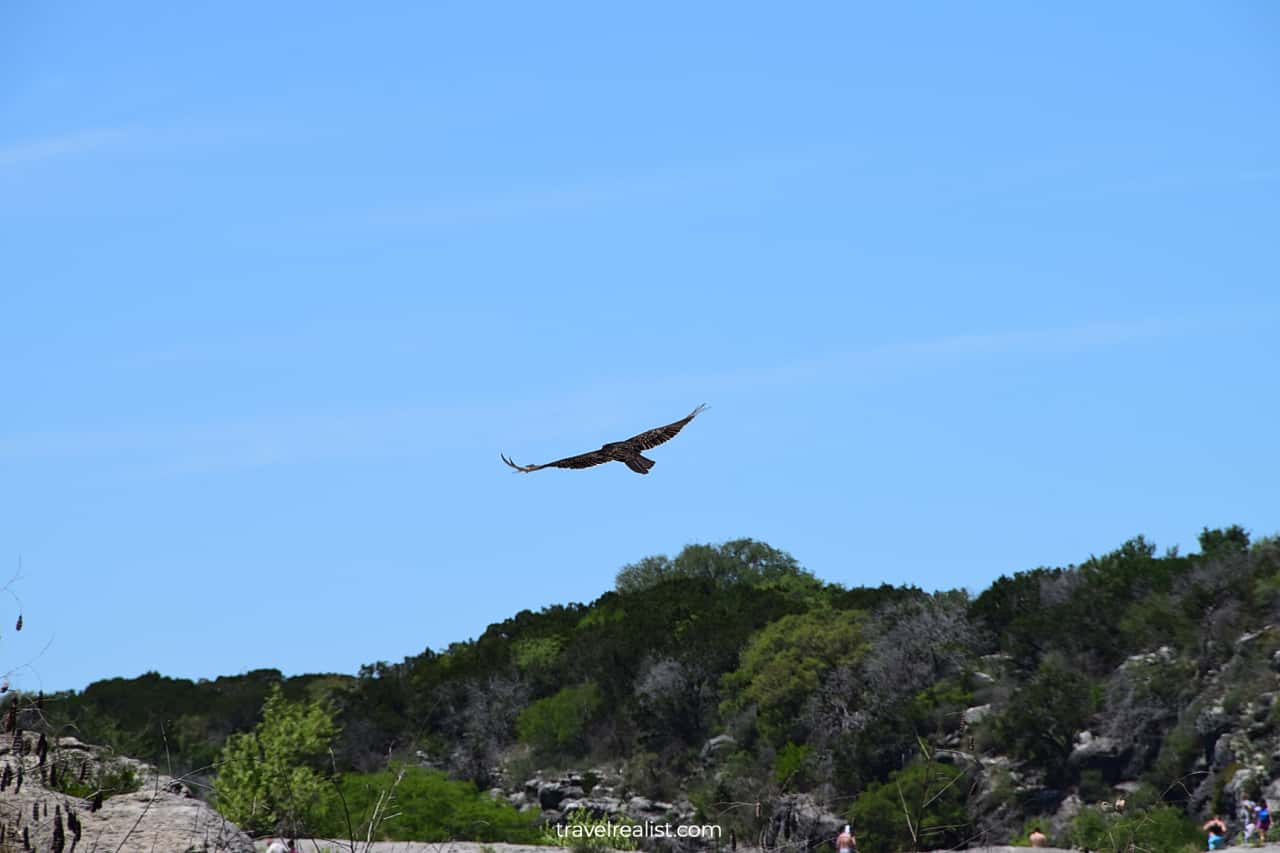 Vulture in Pedernales Falls State Park, Texas, US