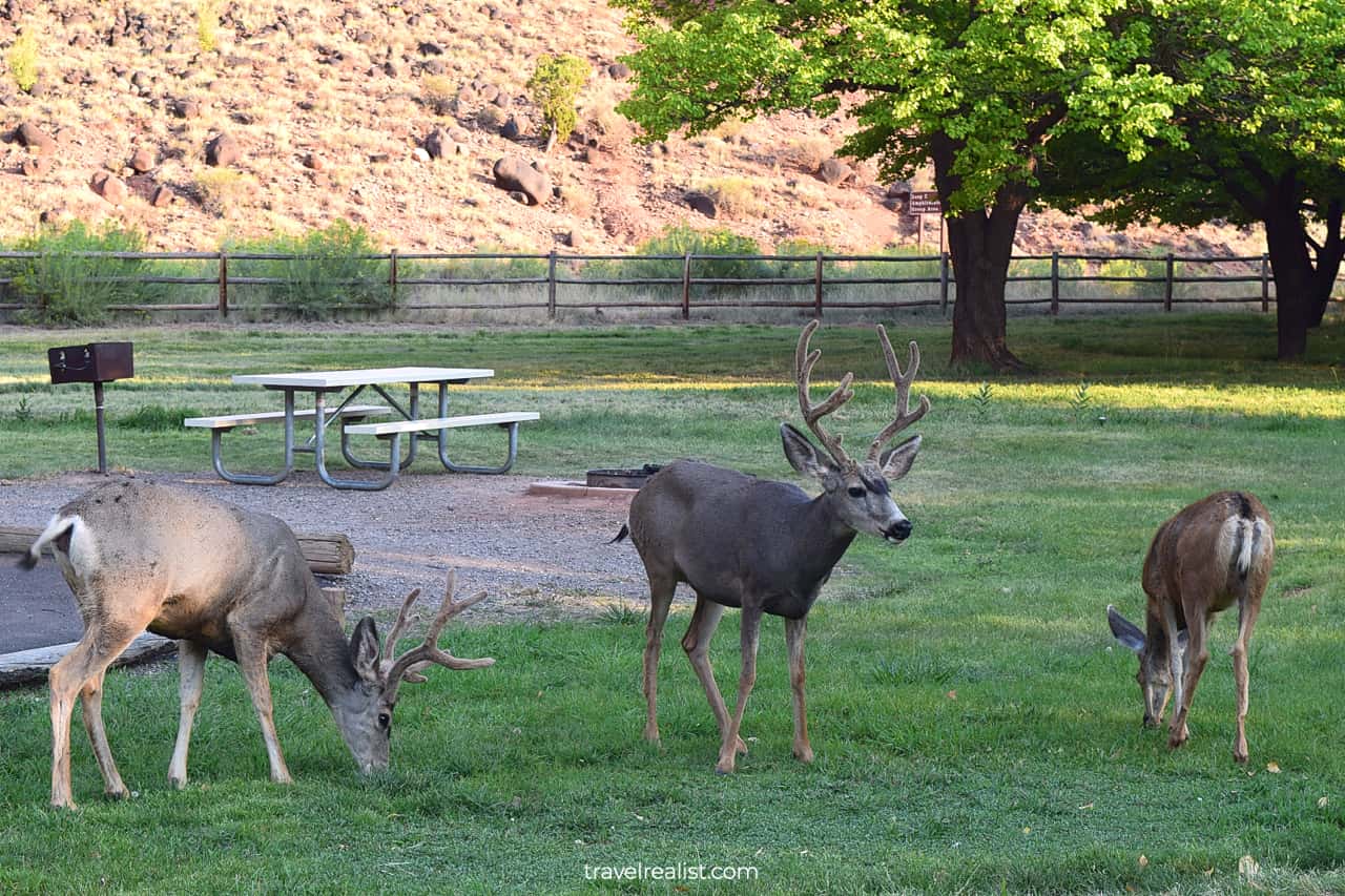 Deer in Fruita Historic District in Capitol Reef National Park, Utah, US