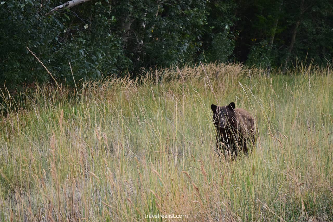 Black bear on Beartooth Highway in Montana, US