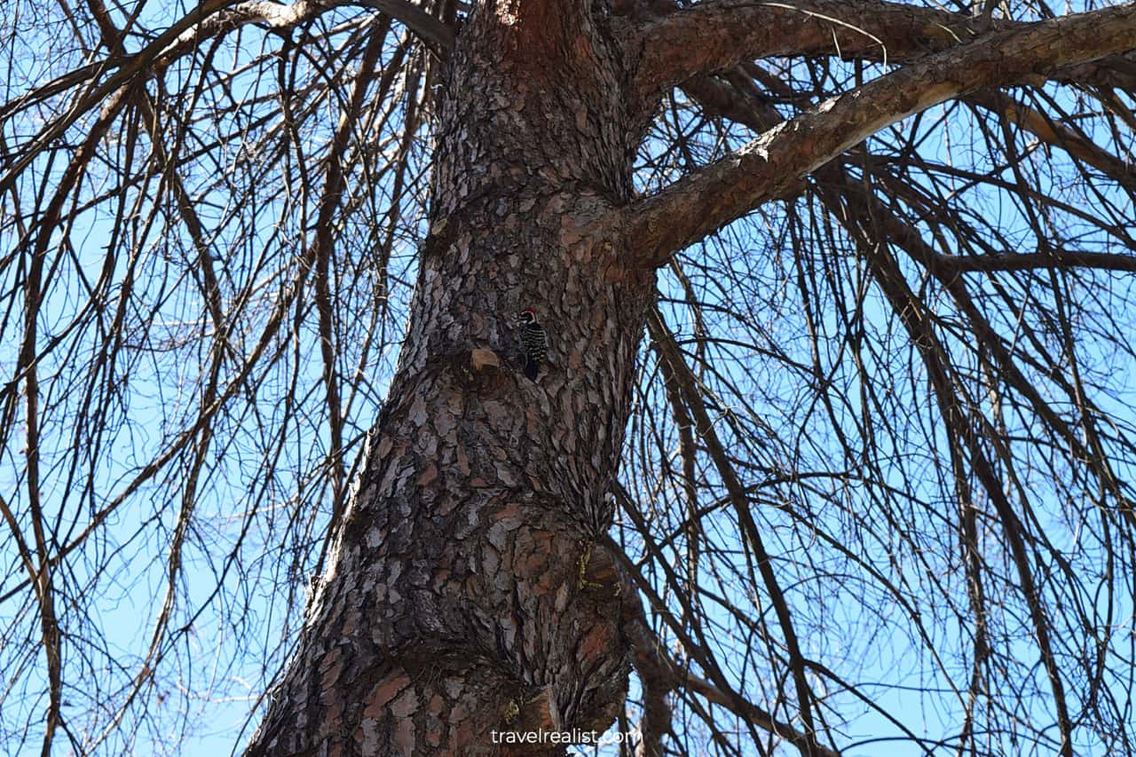 Nuttall's woodpecker in Griffith Park, Los Angeles, CA, US