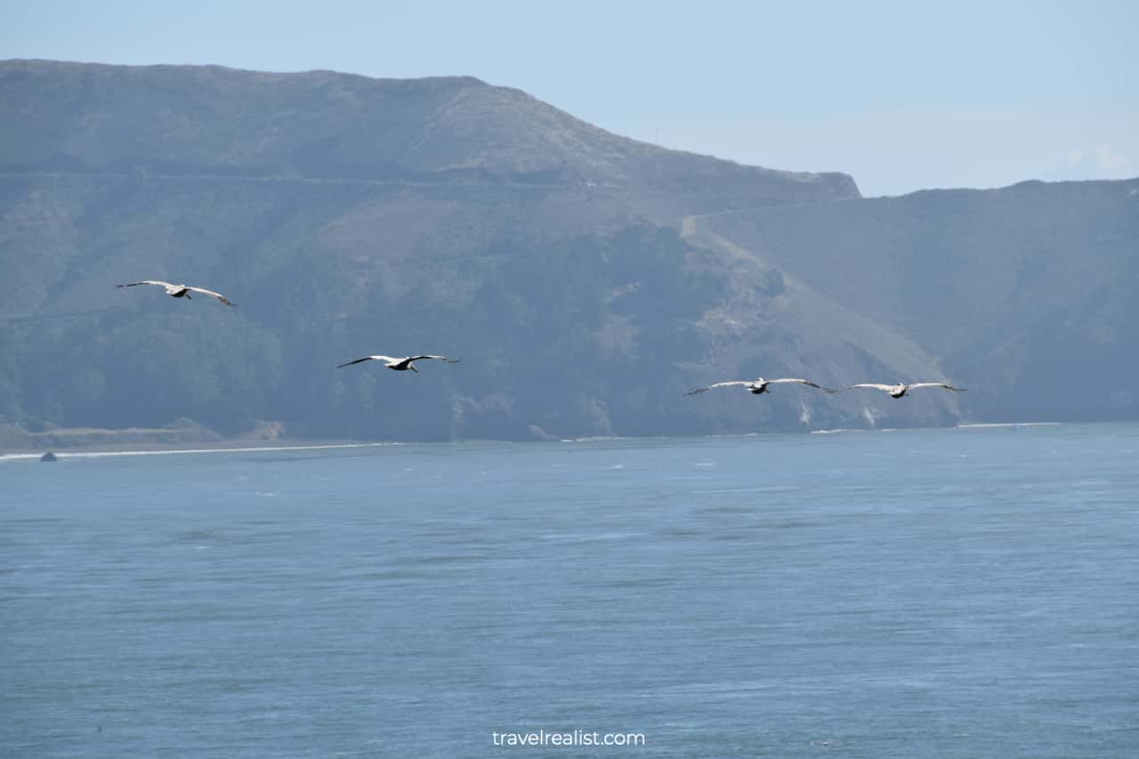 Pelicans flying above Golden Gate in San Francisco, California, US