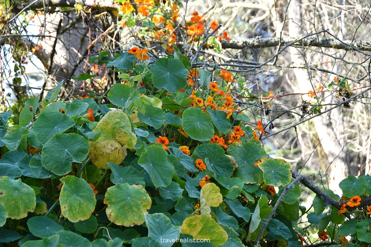 Nasturtium along the trail at Lands End in San Francisco, California, US