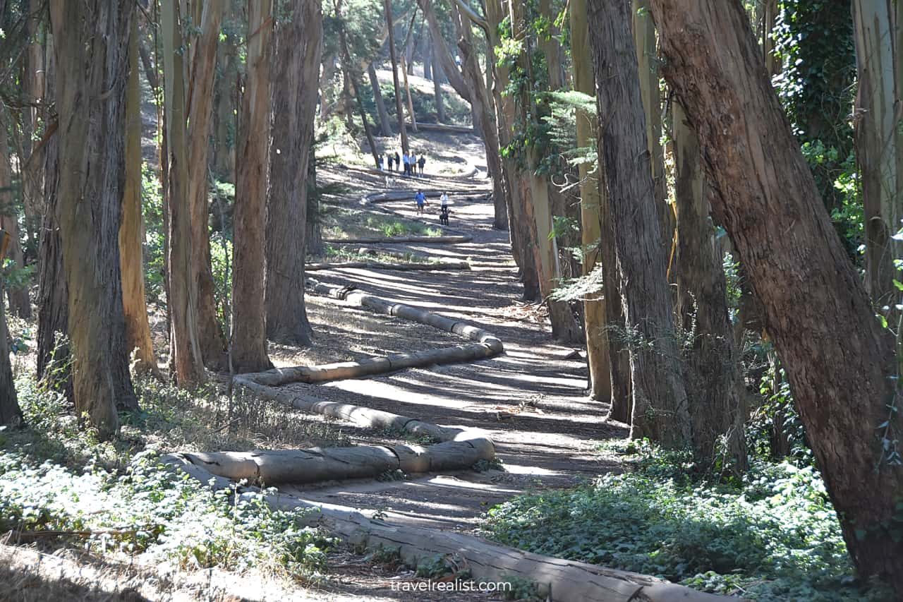 Lovers' Lane at the Presidio in San Fransisco, California, US, a sight on Bay Area itinerary