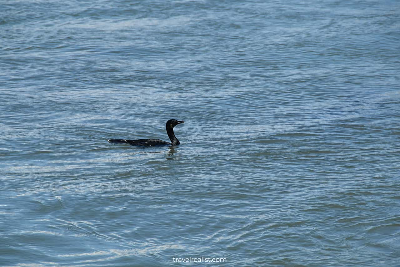 Double-crested Cormorant in San Francisco Maritime National Historic Site in San Francisco, California, US
