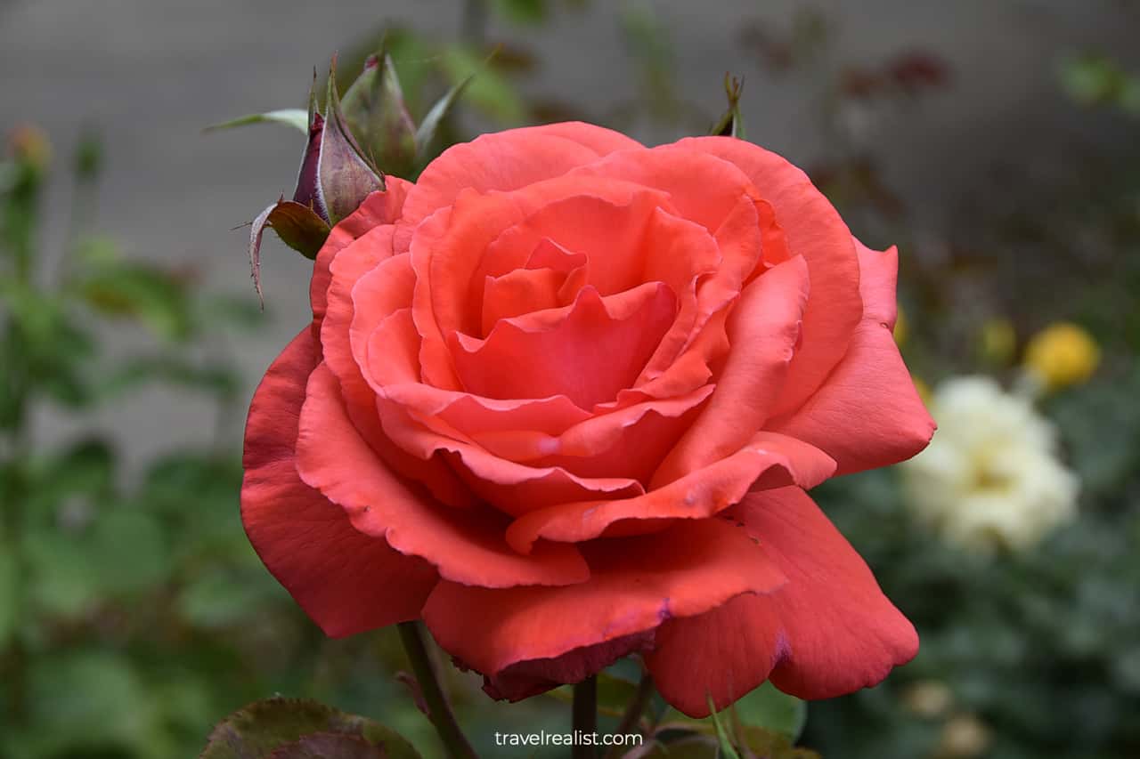 Rose on Winchester Mystery House grounds in San Jose, California, US