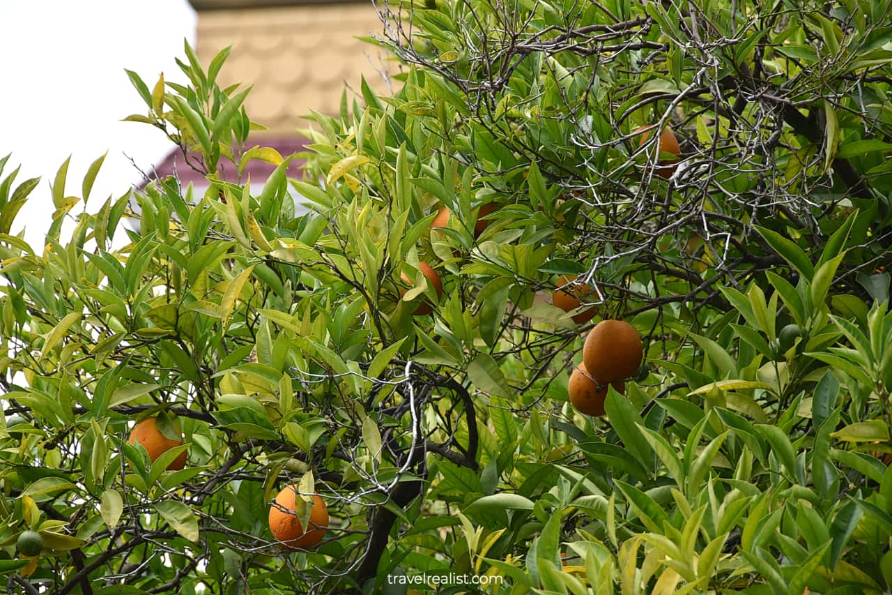 Orange tree on Winchester Mystery House grounds in San Jose, California, US
