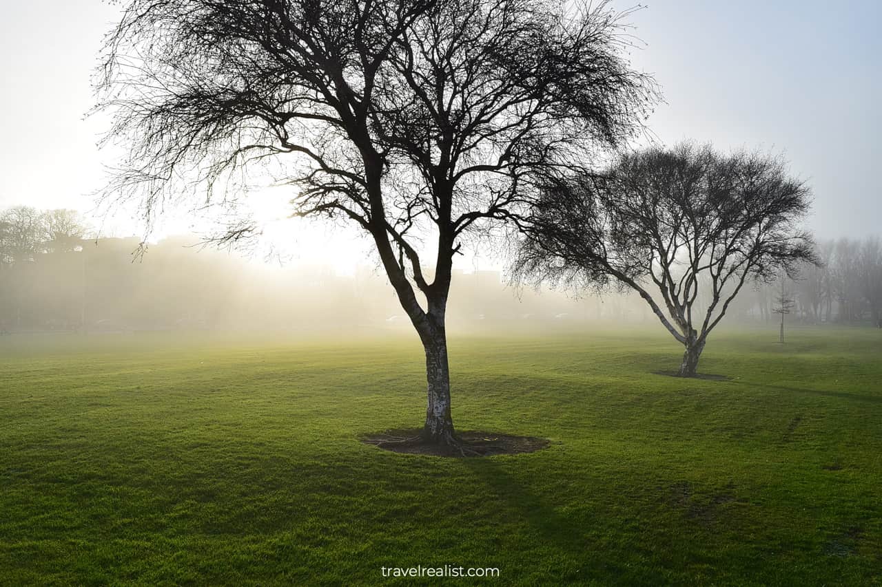 Tree in fog in Blackrock Park in Dublin, Ireland