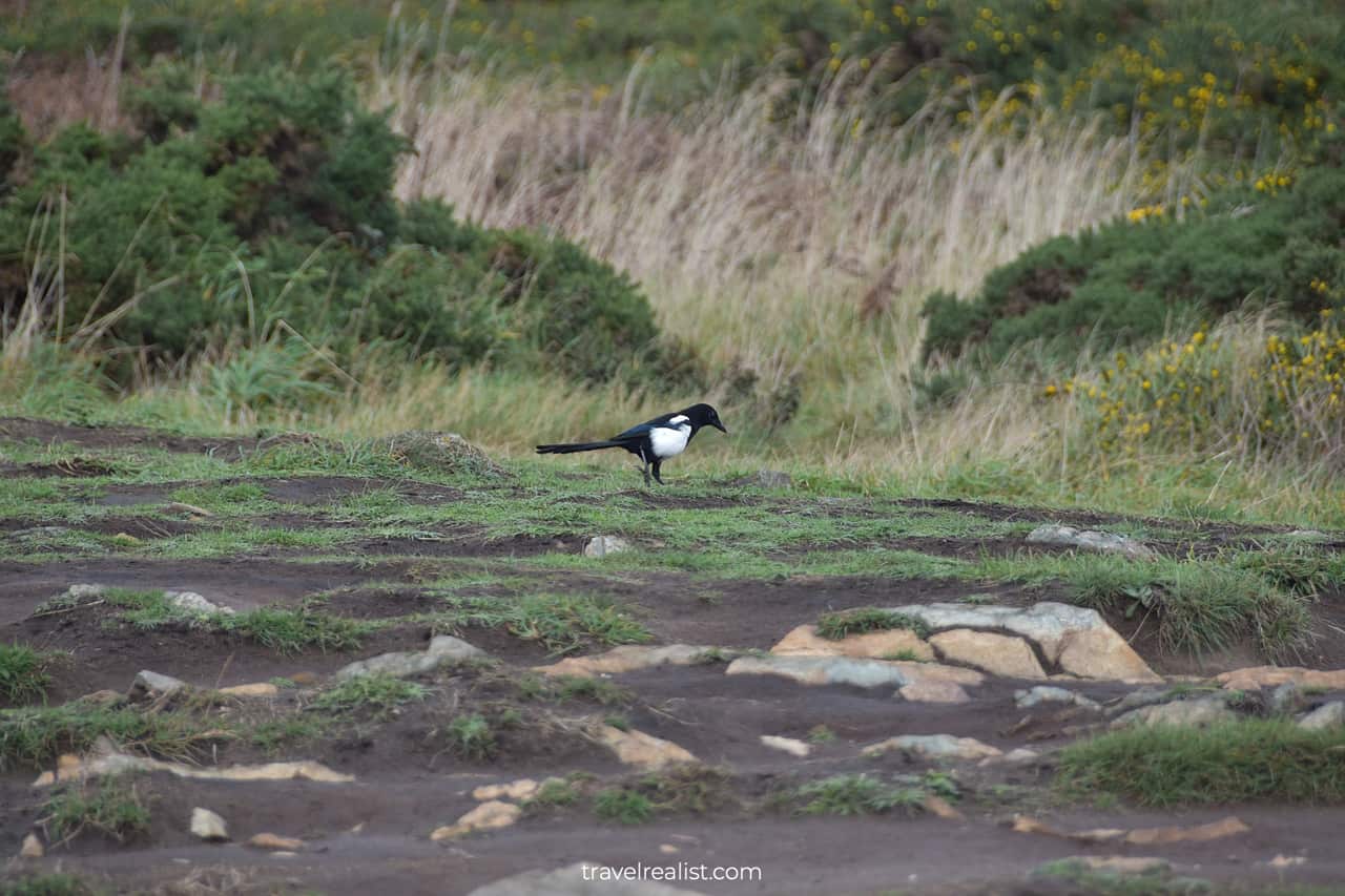 Magpie on Howth Cliff Walk near Dublin, Ireland