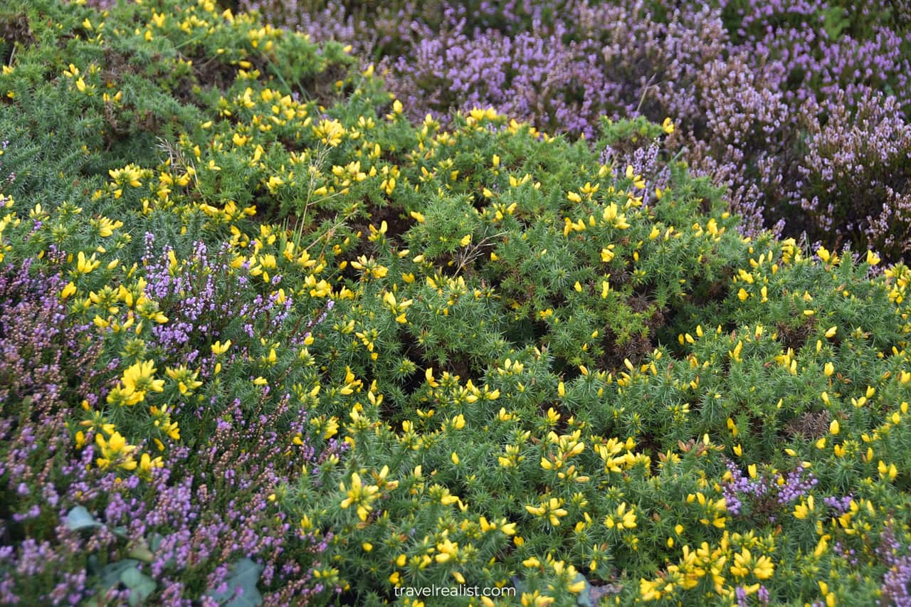 Wildflowers near Howth Cliff Walk near Dublin, Ireland