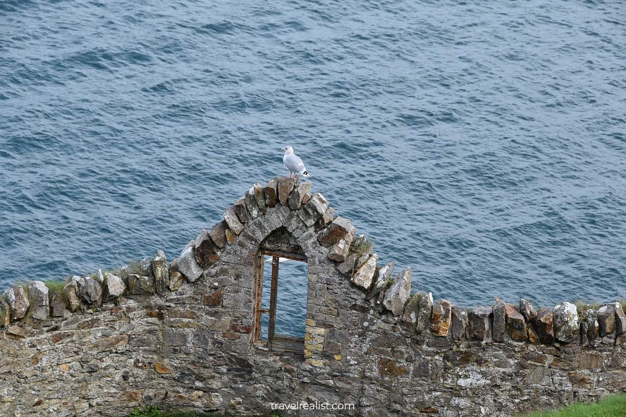Gull on stone fence in Howth, Ireland