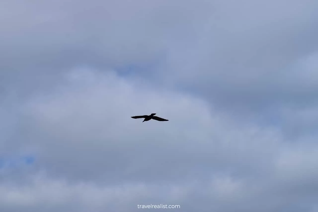 Bird at Portmarnock Beach near Dublin, Ireland