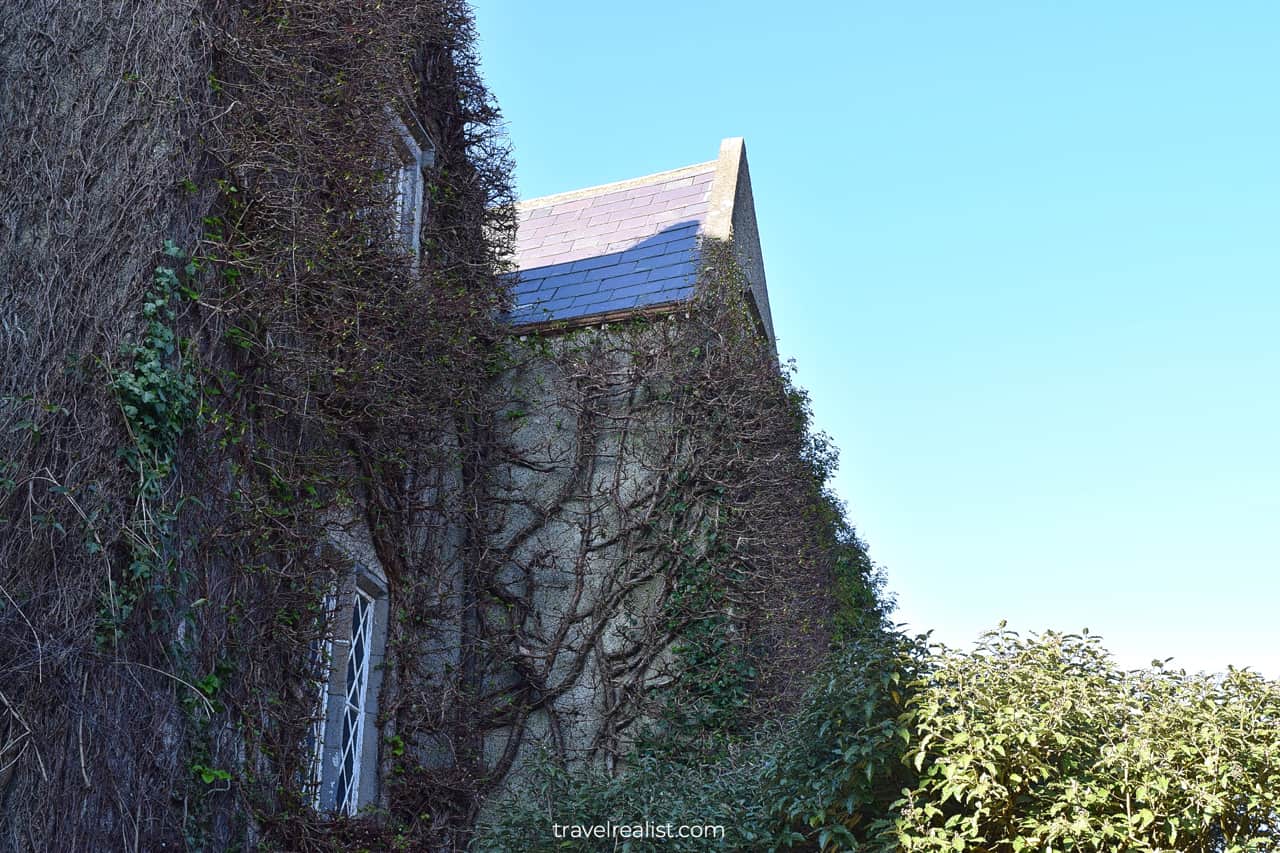 Ivy on Malahide Castle in Malahide, Ireland