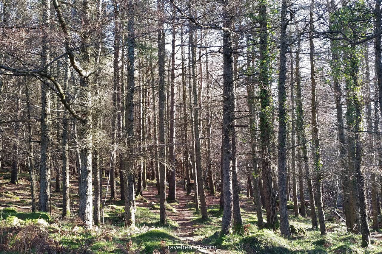 Barnaslingan Wood on way to Scalp near Dublin, Ireland