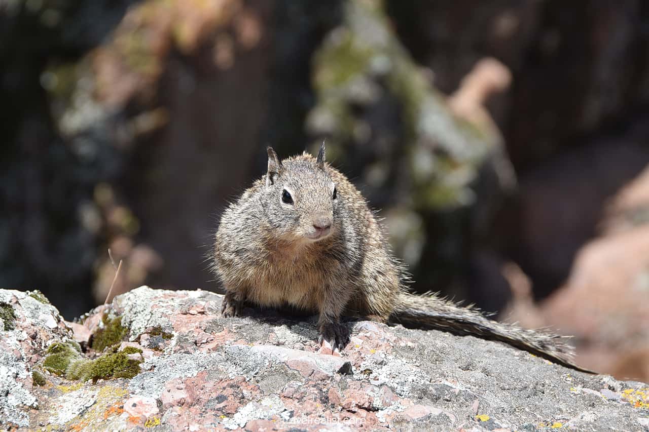 Ground squirrel in Pinnacles National Park, California, US