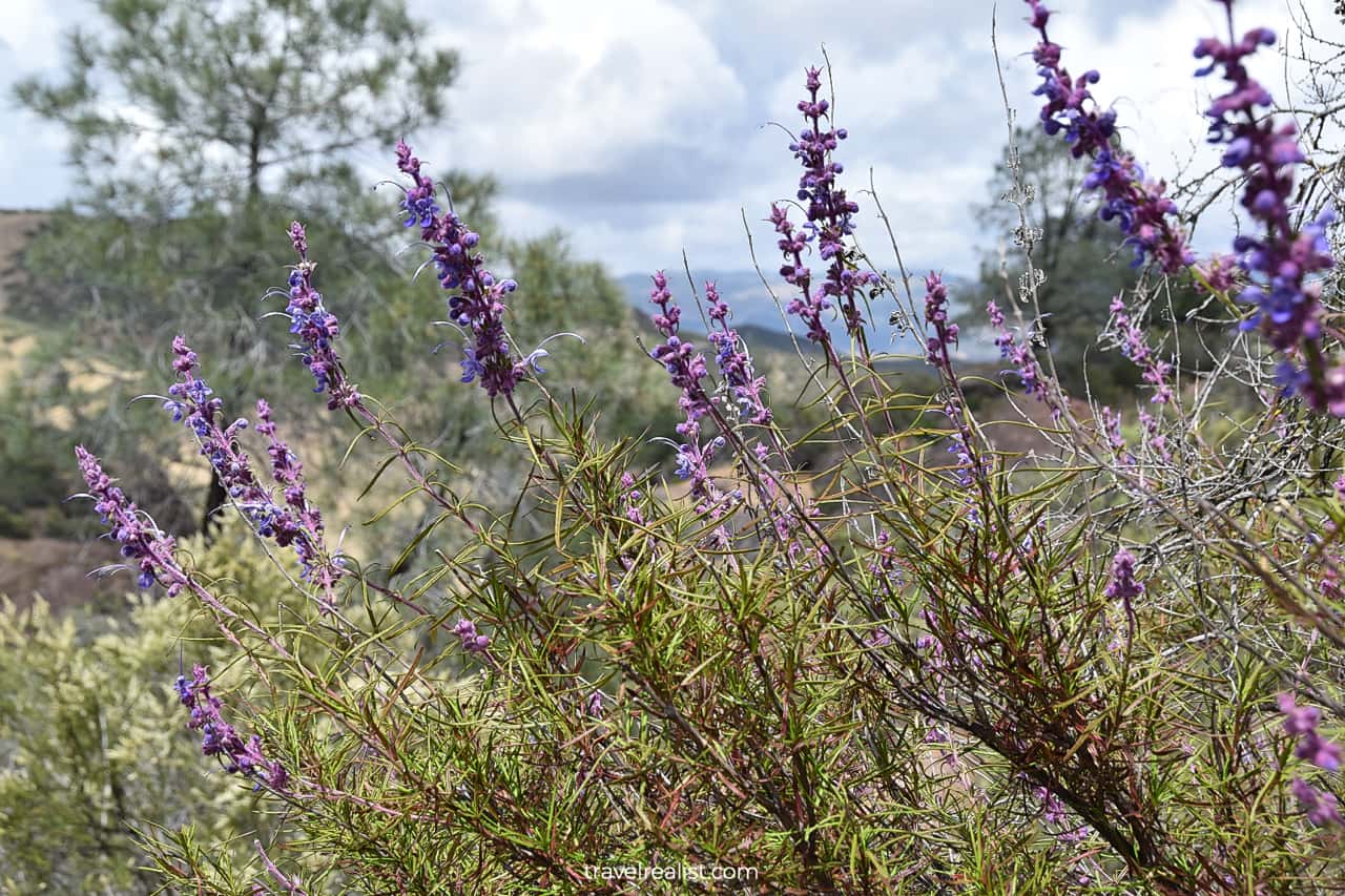 Wildflowers next to Rim trail in Pinnacles National Park, California, US