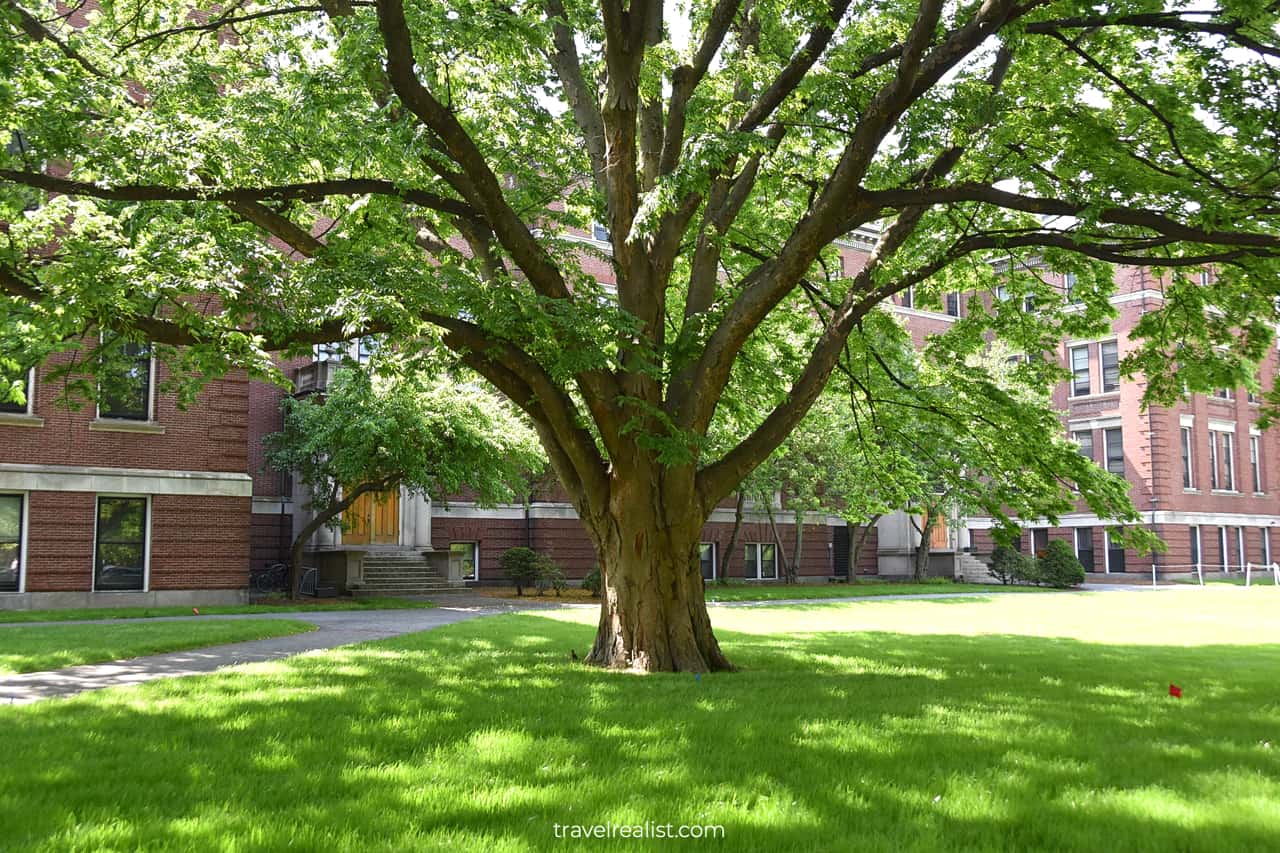 Tree in front of Pierce Hall in Harvard University in Cambridge, Massachusetts, US