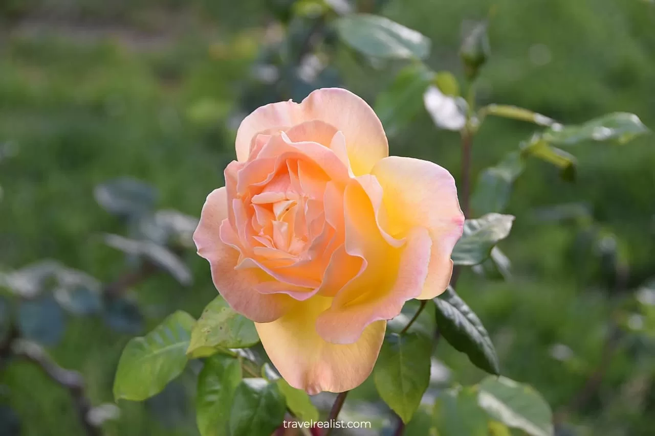 Rose in bloom in Morcom Rose Garden in Oakland, California, US