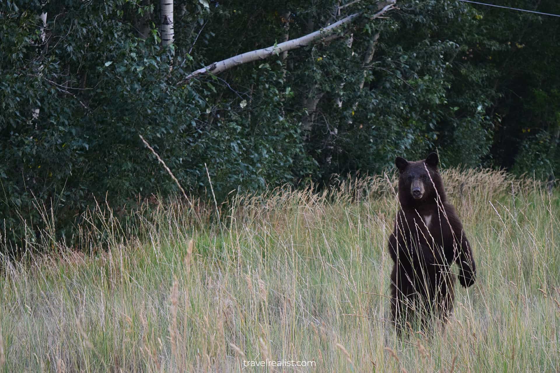Black bear on Beartooth Highway in Montana, US