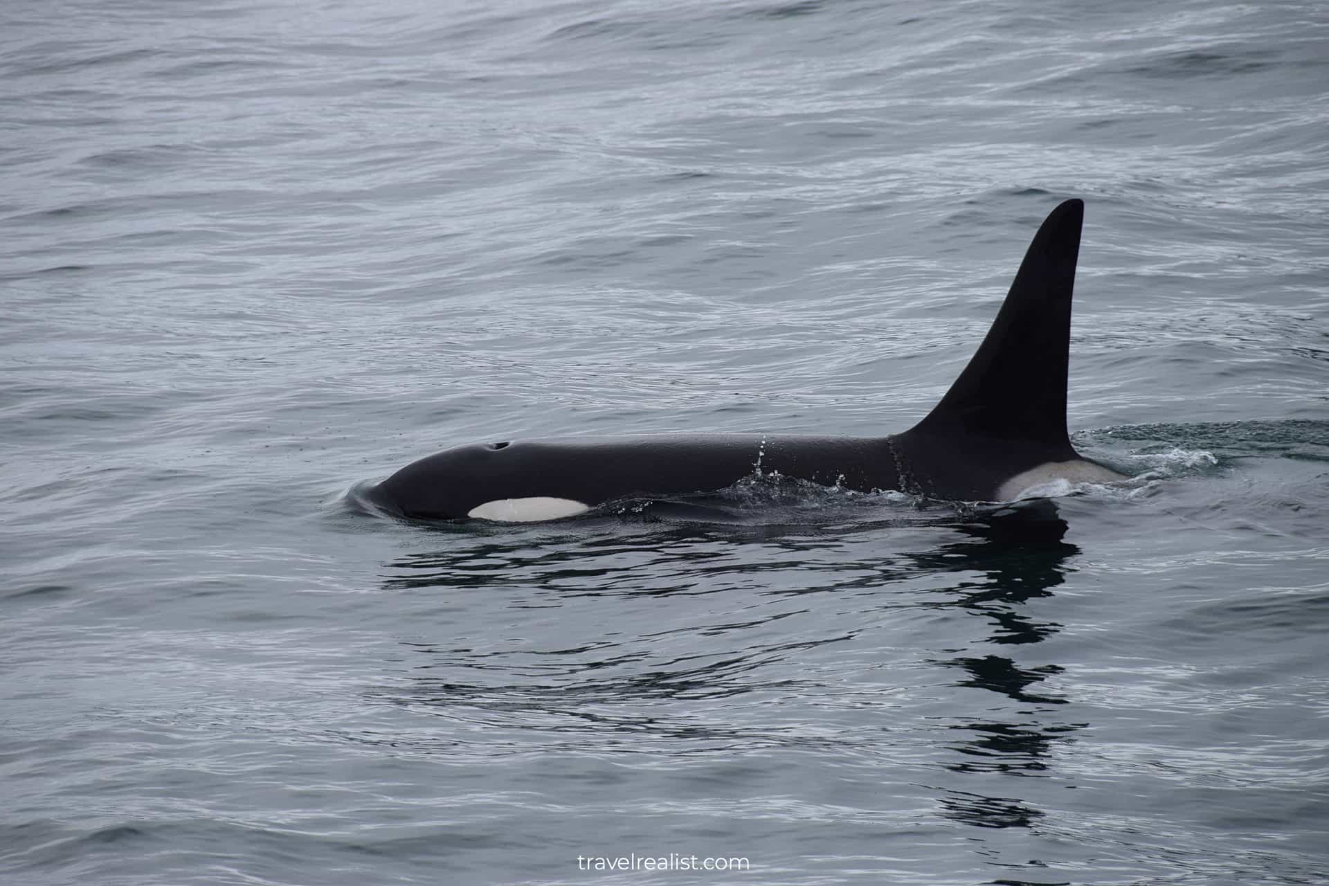 Orcas visible from wildlife cruise in Resurrection Bay, Alaska, US