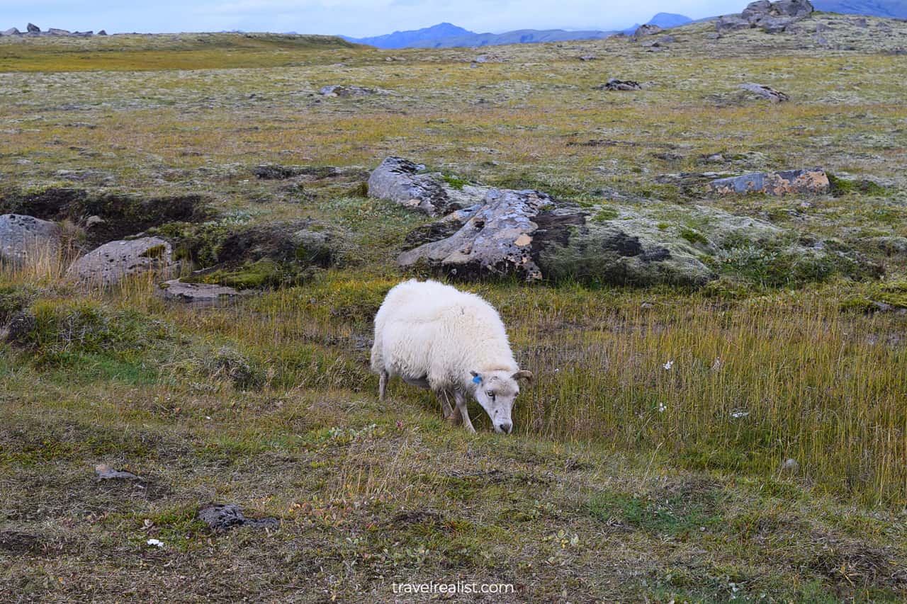 Sheep near Haifoss on Golden Circle map in Iceland