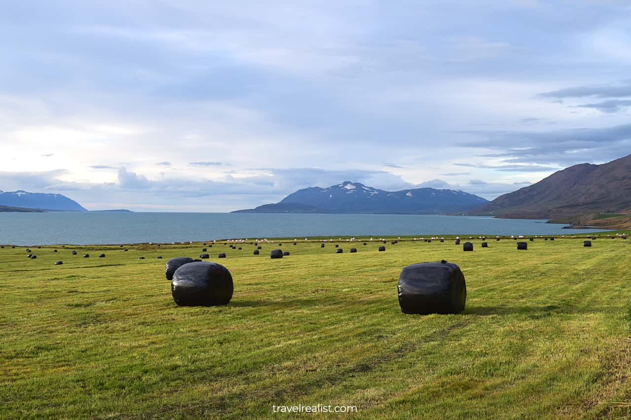 Hay rolls on shores of Eyjafjörður Fjord in Northern Iceland