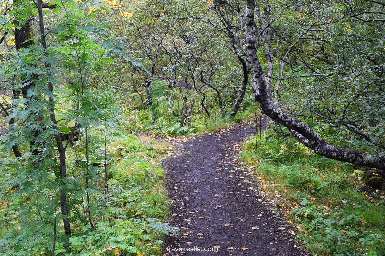 Path through forest in Skaftafell National Park in Iceland