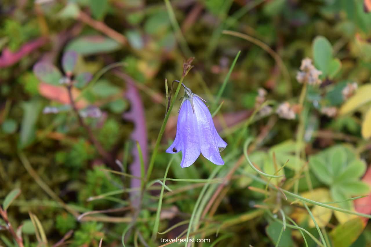 Blooming flower in Skaftafell National Park in Iceland